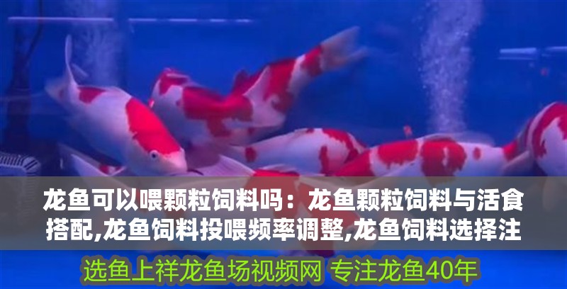 龍魚可以喂顆粒飼料嗎：龍魚顆粒飼料與活食搭配,龍魚飼料投喂頻率調整,龍魚飼料選擇注意事項