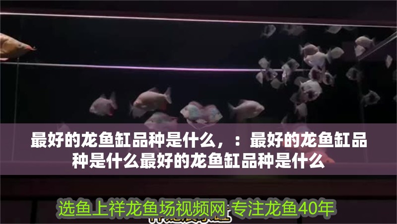 最好的龍魚缸品種是什么，：最好的龍魚缸品種是什么最好的龍魚缸品種是什么