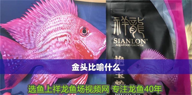 金頭比喻什么