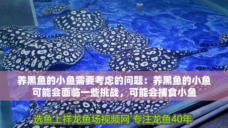 養黑魚的小魚需要考慮的問題：養黑魚的小魚可能會面臨一些挑戰，可能會捕食小魚 養黑魚的小魚需要考慮的問題：養黑魚的小魚可能會面臨一些挑戰，可能會捕食小魚 魚缸百科