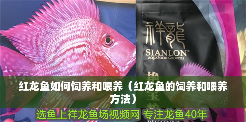 紅龍魚如何飼養和喂養（紅龍魚的飼養和喂養方法）