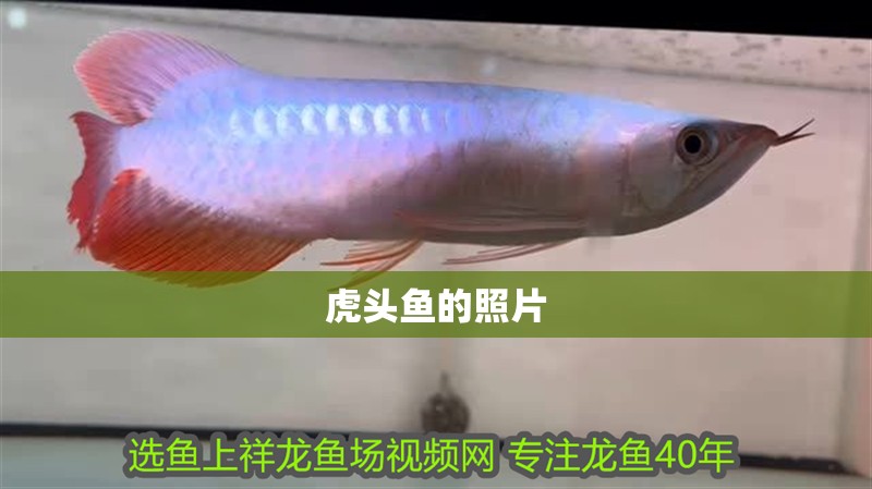 虎頭魚的照片