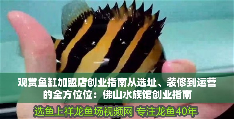 觀賞魚缸加盟店創業指南從選址、裝修到運營的全方位位：佛山水族館創業指南 觀賞魚缸加盟店創業指南從選址、裝修到運營的全方位位：佛山水族館創業指南 魚缸百科