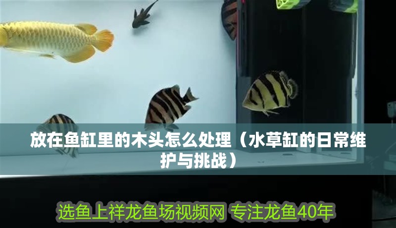 放在魚缸里的木頭怎么處理（水草缸的日常維護與挑戰） 放在魚缸里的木頭怎么處理（水草缸的日常維護與挑戰） 魚缸百科