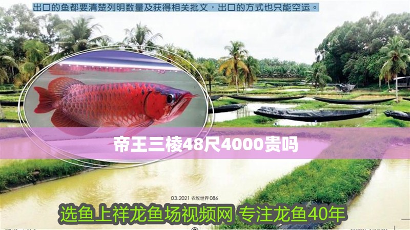 帝王三棱48尺4000貴嗎
