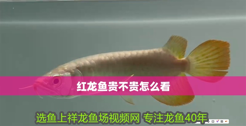 紅龍魚貴不貴怎么看