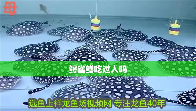 鱷雀鱔吃過人嗎 鱷雀鱔吃過人嗎 龍魚論壇