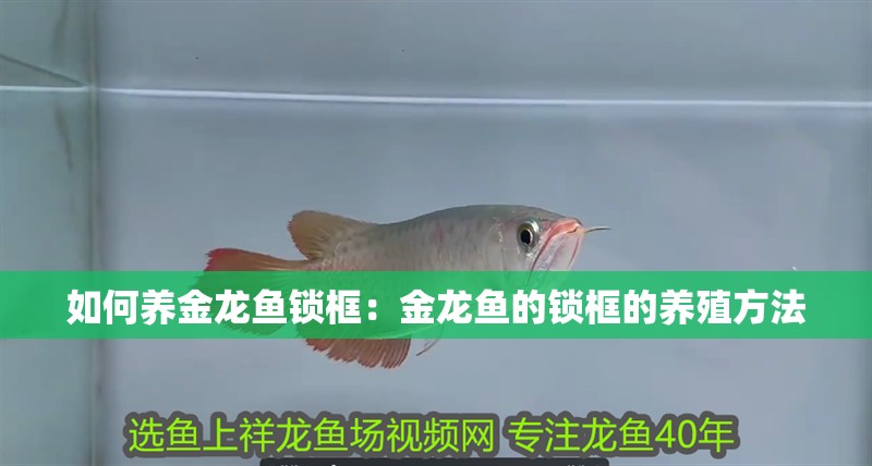 如何養金龍魚鎖框：金龍魚的鎖框的養殖方法