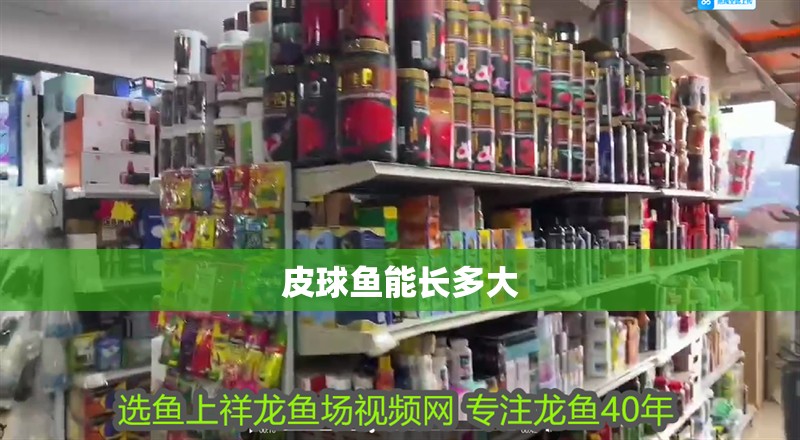 皮球魚能長多大