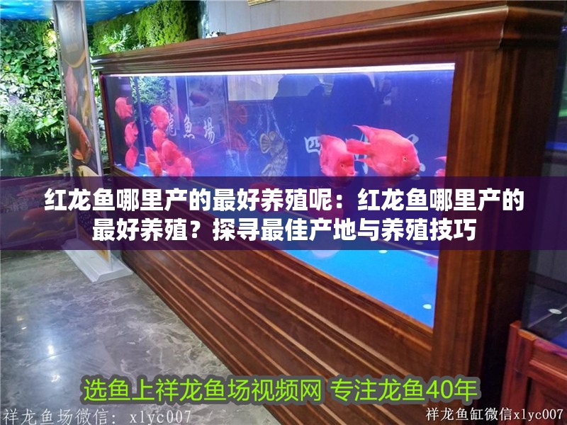 紅龍魚哪里產(chǎn)的最好養(yǎng)殖呢：紅龍魚哪里產(chǎn)的最好養(yǎng)殖？探尋最佳產(chǎn)地與養(yǎng)殖技巧