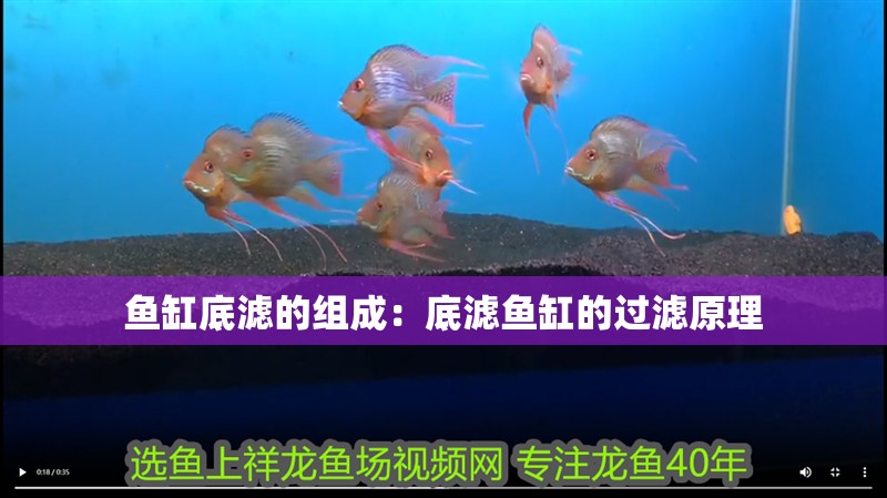 魚缸底濾的組成：底濾魚缸的過濾原理 魚缸底濾的組成：底濾魚缸的過濾原理 魚缸百科