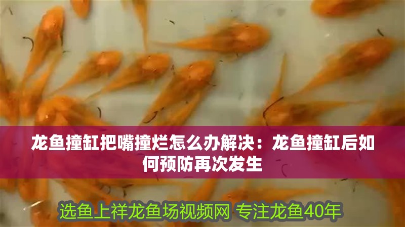 龍魚撞缸把嘴撞爛怎么辦解決：龍魚撞缸后如何預防再次發生