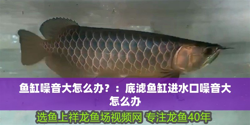 魚缸噪音大怎么辦？：底濾魚缸進水口噪音大怎么辦