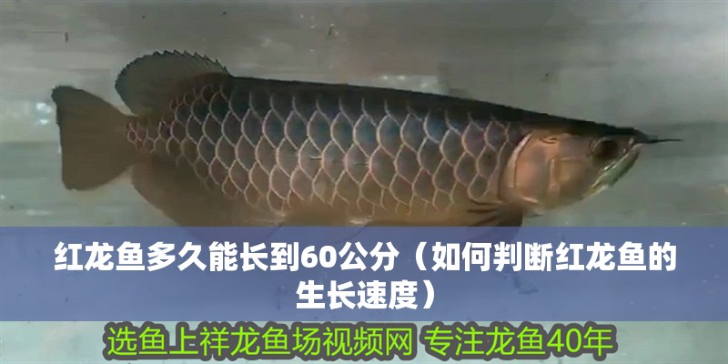 紅龍魚多久能長到60公分（如何判斷紅龍魚的生長速度）
