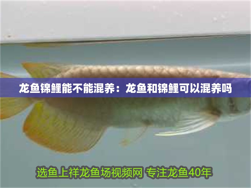龍魚錦鯉能不能混養：龍魚和錦鯉可以混養嗎