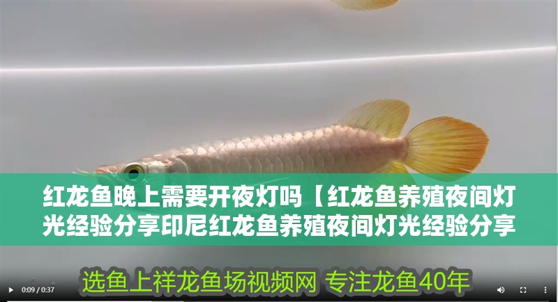 紅龍魚晚上需要開夜燈嗎【紅龍魚養殖夜間燈光經驗分享印尼紅龍魚養殖夜間燈光經驗分享】 紅龍魚晚上需要開夜燈嗎【紅龍魚養殖夜間燈光經驗分享印尼紅龍魚養殖夜間燈光經驗分享】 龍魚百科