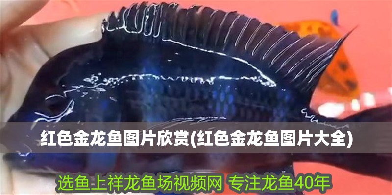 紅色金龍魚圖片欣賞(紅色金龍魚圖片大全)