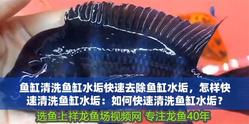 魚缸清洗魚缸水垢快速去除魚缸水垢，怎樣快速清洗魚缸水垢：如何快速清洗魚缸水垢？