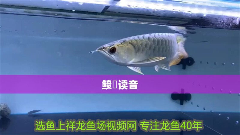 鲼鲾讀音