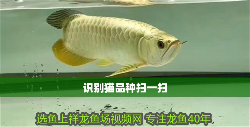 識(shí)別貓品種掃一掃