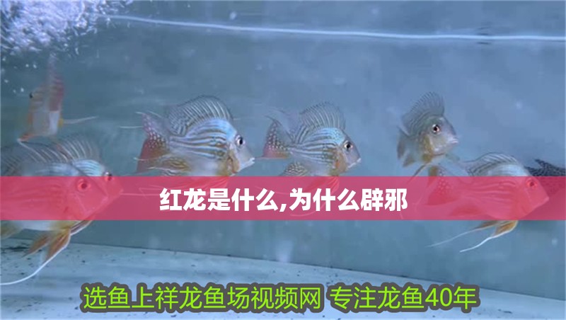 紅龍是什么,為什么辟邪