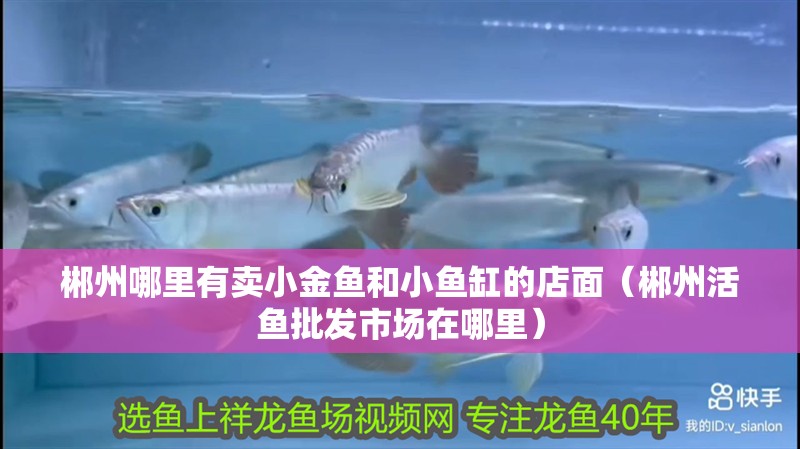 <strong><mark>郴州</mark></strong>哪里有賣小金魚(yú)和小魚(yú)缸的店面（<strong><mark>郴州</mark></strong>活魚(yú)批發(fā)市場(chǎng)在哪里）