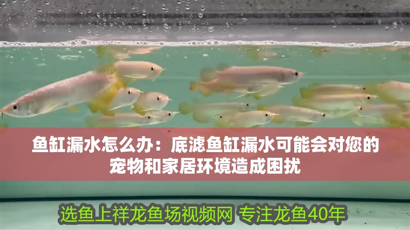 鸚鵡魚和銀龍魚混養怎樣喂食 魚缸漏水怎么辦:底濾魚缸漏水可能會對您的寵物和家居環境造成困擾 魚缸百科 魚缸漏水怎么辦:底濾魚缸漏水可能會對您的寵物和家居環境造成困擾 魚缸漏水怎么辦:底濾魚缸漏水可能會對您的寵物和家居環境造成困擾 魚缸百科
