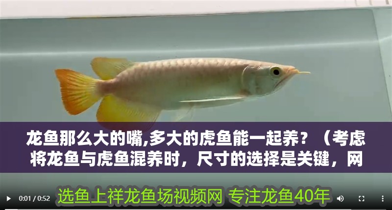 龍魚那么大的嘴,多大的虎魚能一起養(yǎng)？（考慮將龍魚與虎魚混養(yǎng)時(shí)，尺寸的選擇是關(guān)鍵，網(wǎng)友建議“虎龍配”）