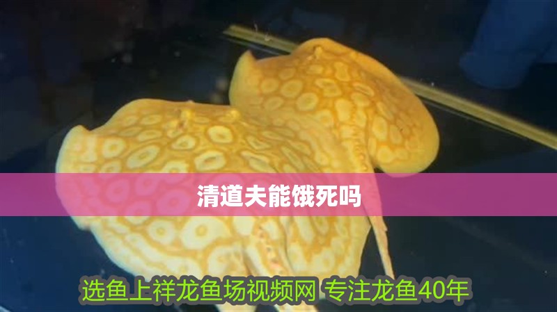 清道夫能餓死嗎