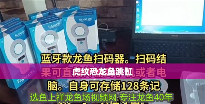 虎紋恐龍魚跳缸