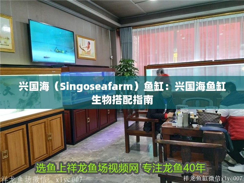 興國海（Singoseafarm）魚缸：興國海魚缸生物搭配指南