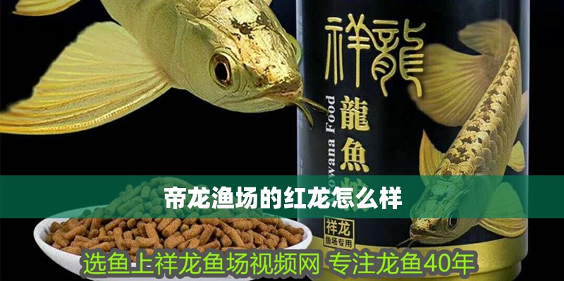 帝龍漁場的紅龍怎么樣