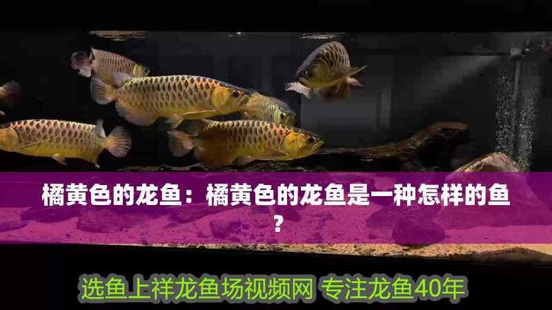 魚缸過濾器選購指南:自制魚缸過濾器魚缸上置過濾器對于養魚愛好者的必備知識 橘黃色的龍魚:橘黃色的龍魚是一種怎樣的魚? 龍魚百科 橘黃色的龍魚:橘黃色的龍魚是一種怎樣的魚? 橘黃色的龍魚:橘黃色的龍魚是一種怎樣的魚? 龍魚百科