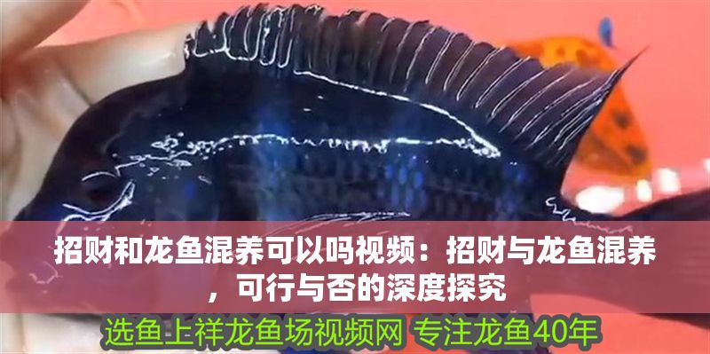 招財和龍魚混養(yǎng)可以嗎視頻：招財與龍魚混養(yǎng)，可行與否的深度探究