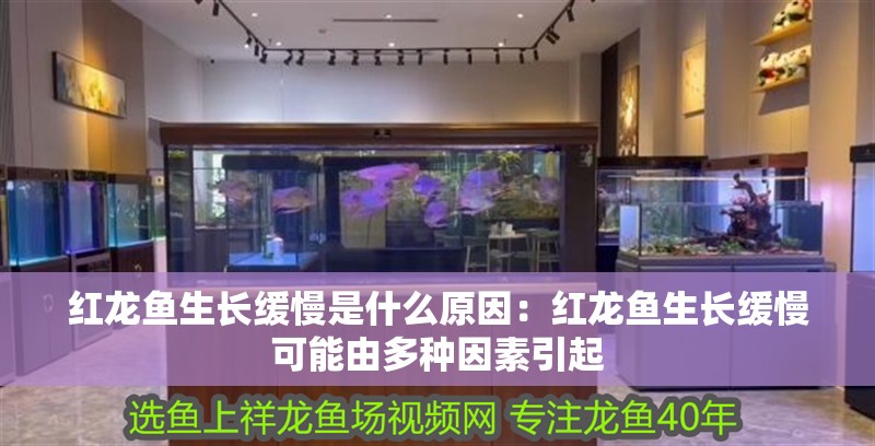 紅龍魚生長緩慢是什么原因：紅龍魚生長緩慢可能由多種因素引起