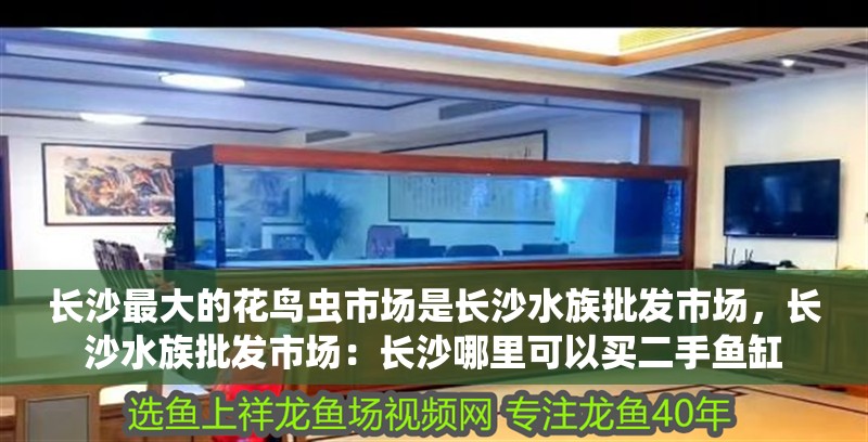 長沙最大的花鳥蟲市場是長沙水族批發市場，長沙水族批發市場：長沙哪里可以買二手魚缸