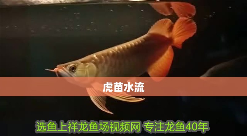 虎苗水流