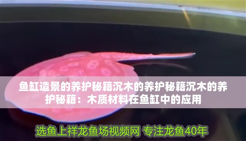 魚缸造景的養護秘籍沉木的養護秘籍沉木的養護秘籍：木質材料在魚缸中的應用