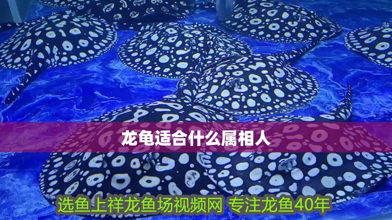 龍龜適合什么屬相人