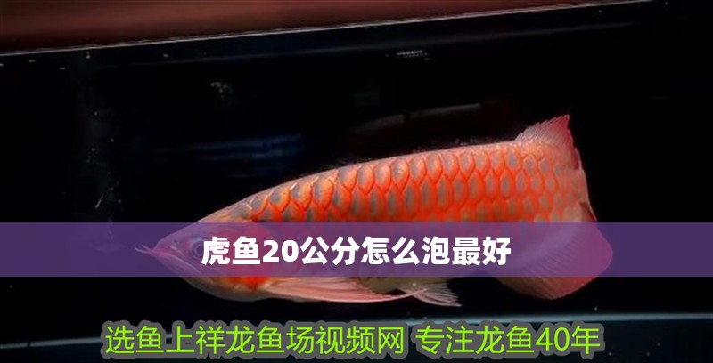 虎魚20公分怎么泡最好