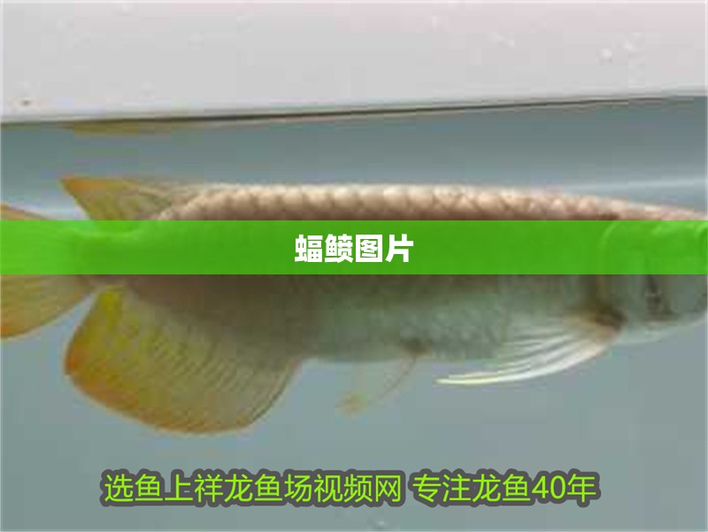 蝠鲼圖片 蝠鲼圖片 龍魚論壇