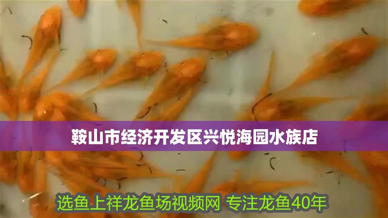 鞍山市經濟開發區興悅海園水族店