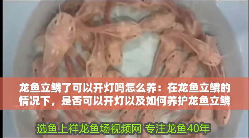 龍魚立鱗了可以開燈嗎怎么養：在龍魚立鱗的情況下，是否可以開燈以及如何養護龍魚立鱗