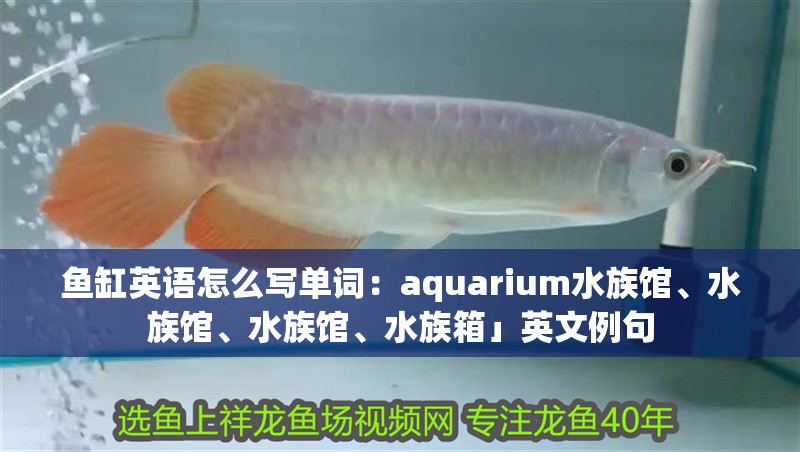 魚缸英語怎么寫單詞：aquarium水族館、水族館、水族館、水族箱」英文例句