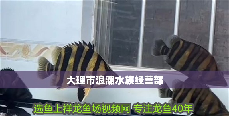 大理市浪潮水族經營部