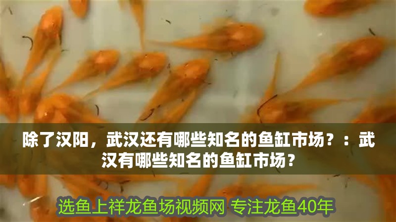 除了漢陽，武漢還有哪些知名的魚缸市場？：武漢有哪些知名的魚缸市場？