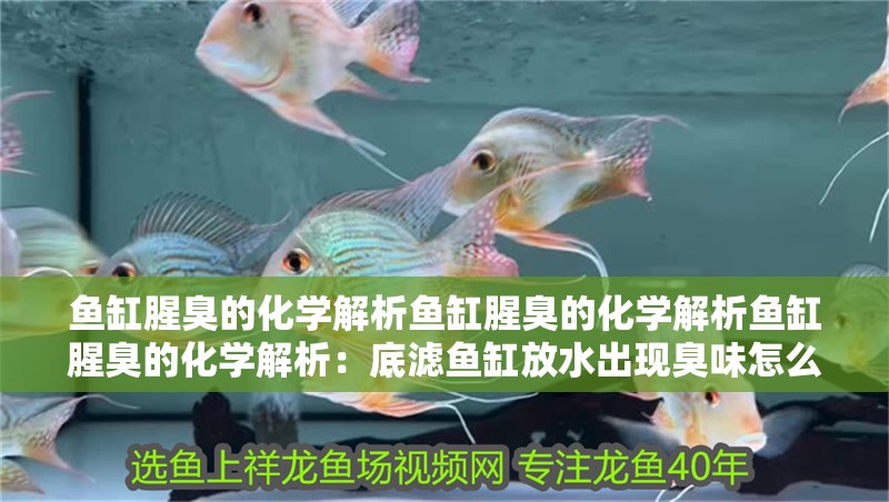 魚缸腥臭的化學解析魚缸腥臭的化學解析魚缸腥臭的化學解析：底濾魚缸放水出現臭味怎么辦？