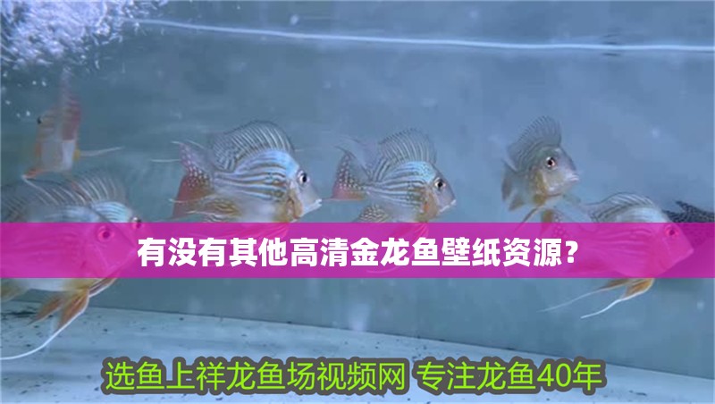 有沒(méi)有其他高清金龍魚(yú)壁紙資源？