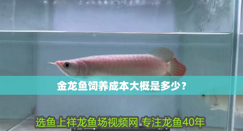金龍魚飼養成本大概是多少？