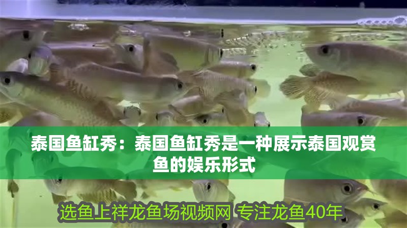 泰國魚缸秀：泰國魚缸秀是一種展示泰國觀賞魚的娛樂形式